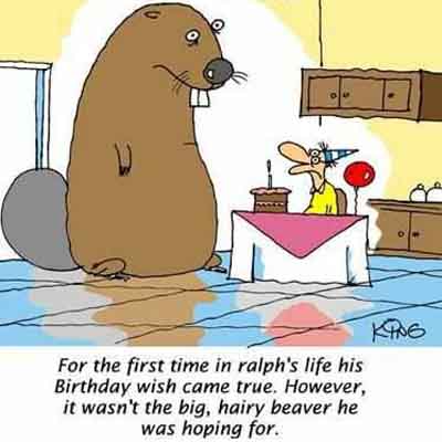Hairy Beaver 48